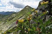 47 Genziana puntata (Gentiana punctata) per il Monte Tartano